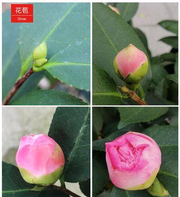 探秘山茶花开放期（山茶花的开放期是多久）