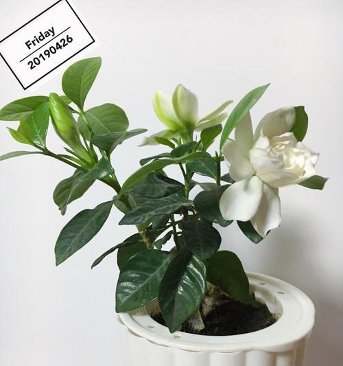 栀子花（馥郁芬芳）