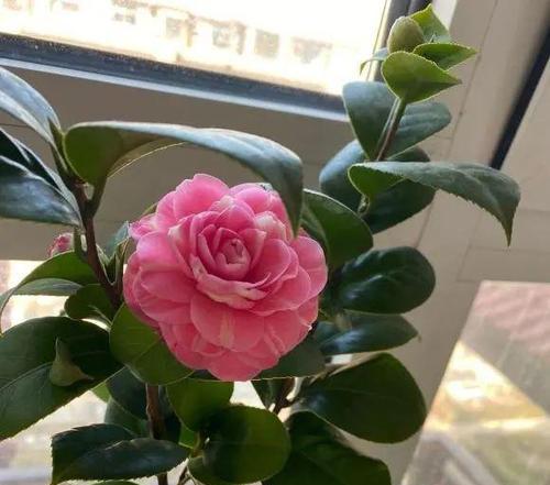 山茶花开花季节及时间（了解山茶花的开花季节和生长环境）