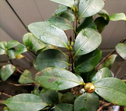 探究山茶花长花苞的原因（探究山茶花长花苞的原因）