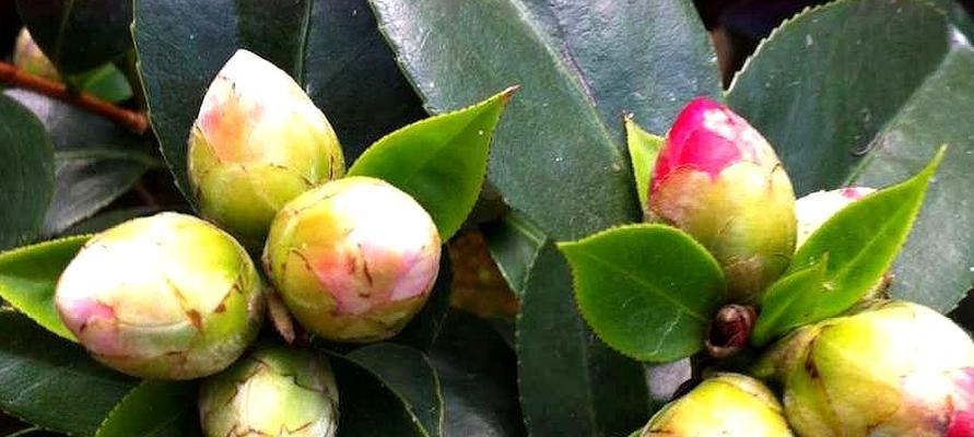 探究山茶花长花苞的原因（探究山茶花长花苞的原因）
