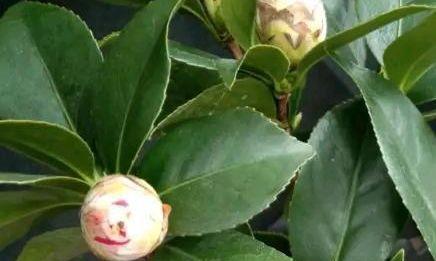 探究山茶花长花苞的原因（探究山茶花长花苞的原因）