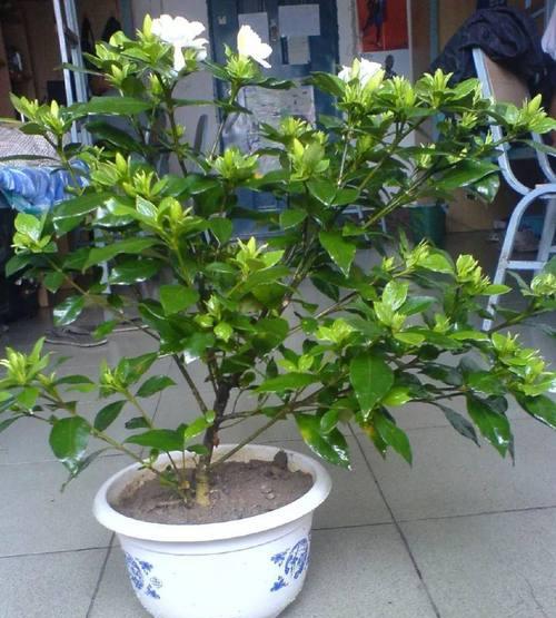 以栀子花花语怎么养（培养和保养栀子花的技巧和要点）