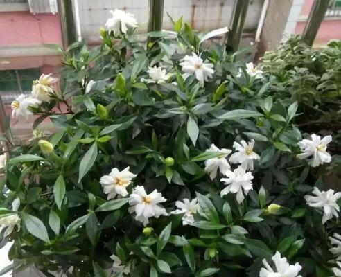 以栀子花花语怎么养（培养和保养栀子花的技巧和要点）
