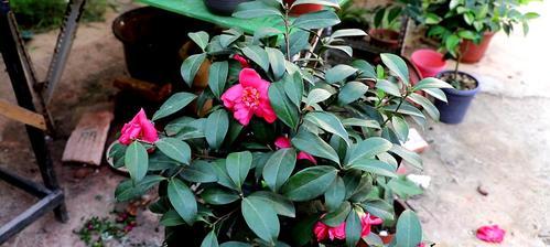 山茶花什么时候换盆合适（了解山茶花的生长周期和换盆时间）