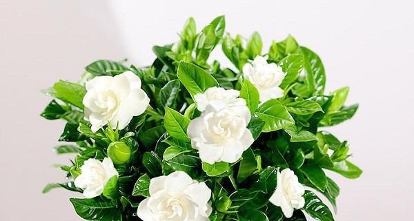 栀子花（寓意与传说揭秘）