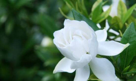 栀子花（寓意与传说揭秘）