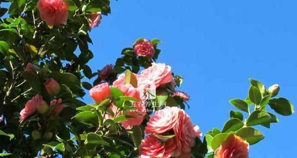 山茶花开花时间及花期介绍（一年四季都能看到山茶花）