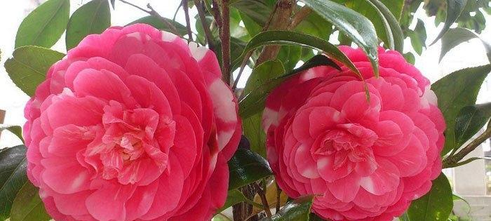 山茶花开花时间及花期介绍（一年四季都能看到山茶花）