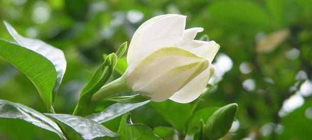栀子花的永恒之爱（栀子花的芬芳寄托着永恒的爱）