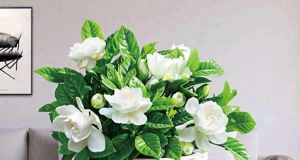 栀子花的永恒之爱（栀子花的芬芳寄托着永恒的爱）