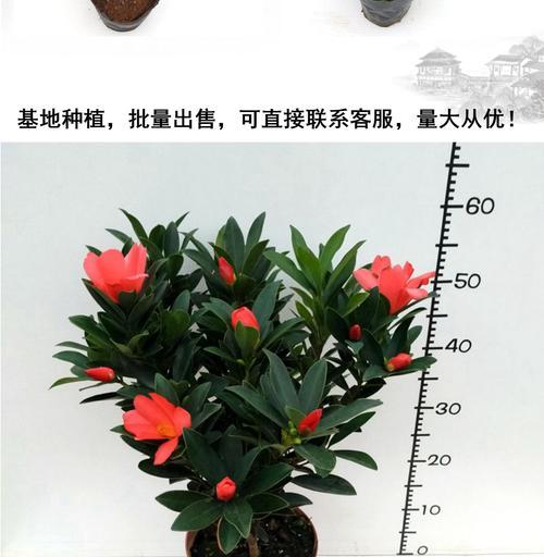 山茶花的生命周期与特点（探究山茶花的多年生植物属性及花期）