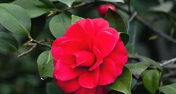 山茶花，中国的国花（历史传说）