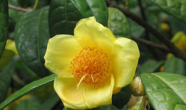 山茶花，中国的国花（历史传说）