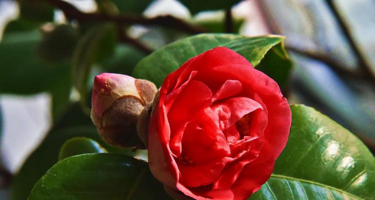 山茶花，中国的国花（历史传说）