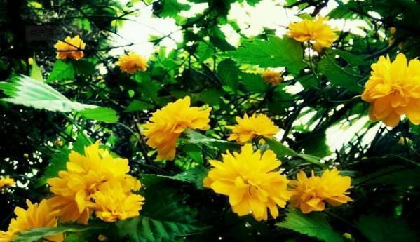 以棣棠花的花语与传说（花开岁月绽放）