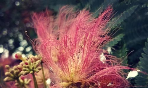 榕树花（探寻榕树花的神秘意义）