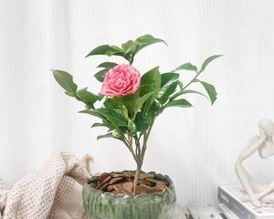 山茶花适合在室内养吗（探究山茶花在室内养护的优缺点）