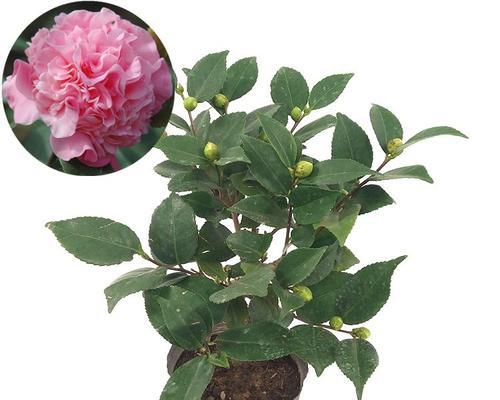 山茶花四季开花的奇观（探秘山茶花的生长特点与四季开花的原因）