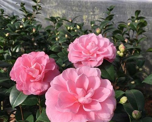 山茶花四季开花的奇观（探秘山茶花的生长特点与四季开花的原因）