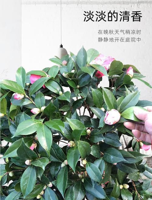 山茶花四季开花的奇观（探秘山茶花的生长特点与四季开花的原因）