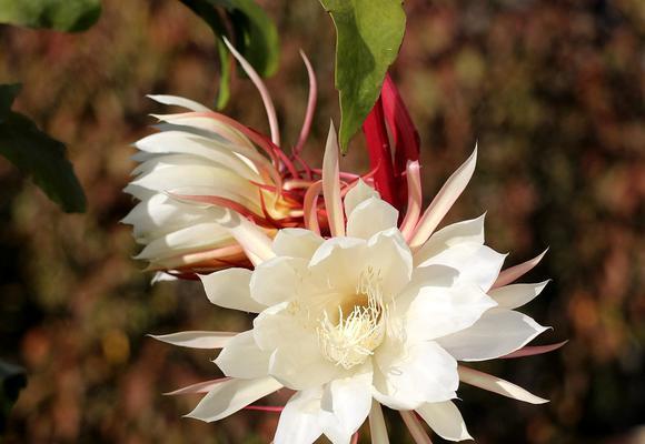以昙花代表什么生肖（揭示昙花背后的生肖秘密）