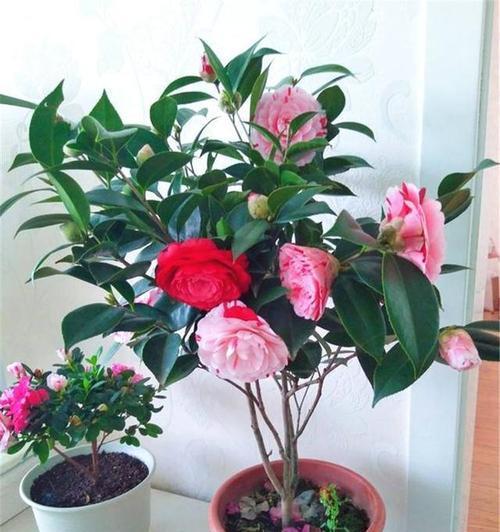山茶花对阳光的喜好（探究山茶花的生长习性和适宜环境）