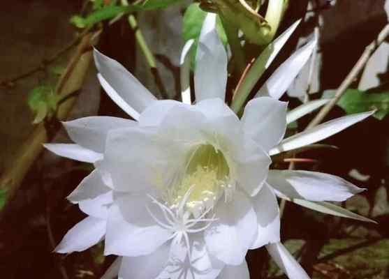 以昙花代表什么生肖（揭示昙花背后的生肖秘密）
