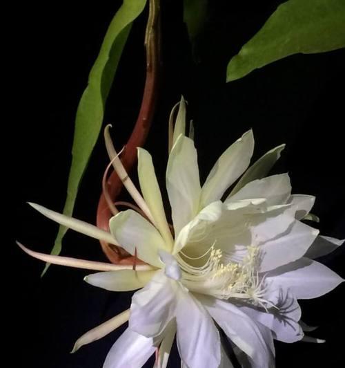 昙花花语与其代表意义（昙花之美与人生哲理）