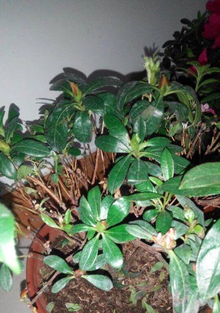山茶花叶病的症状及防治方法：如何使用有效药物治疗？