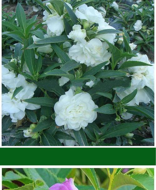山茶花的种子——开启它的新世界（了解山茶花的种子及其栽培要点）