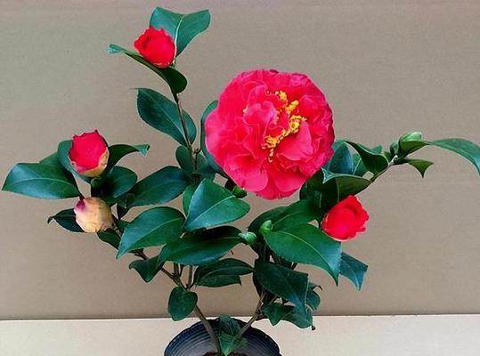山茶花栽种方法与注意事项（打造美丽庭院的必备技巧）