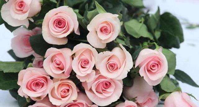11朵玫瑰的花语深意（探究11朵玫瑰所代表的花语）
