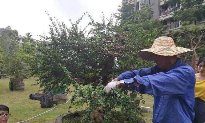 山茶盆景修剪技巧（图解详细步骤）