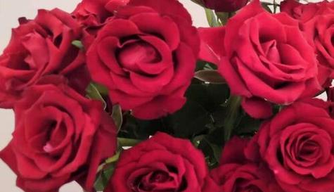 18朵玫瑰花语的深意（解析18朵玫瑰花所代表的情感和寓意）