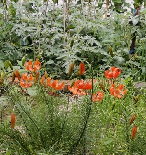 花开山丹，以花寄情（山丹花的寓意和象征）
