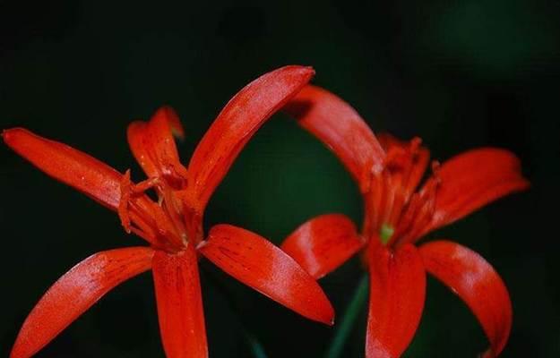花开山丹，以花寄情（山丹花的寓意和象征）