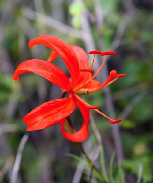 山丹花——草原上的绝色美人（草原花海）