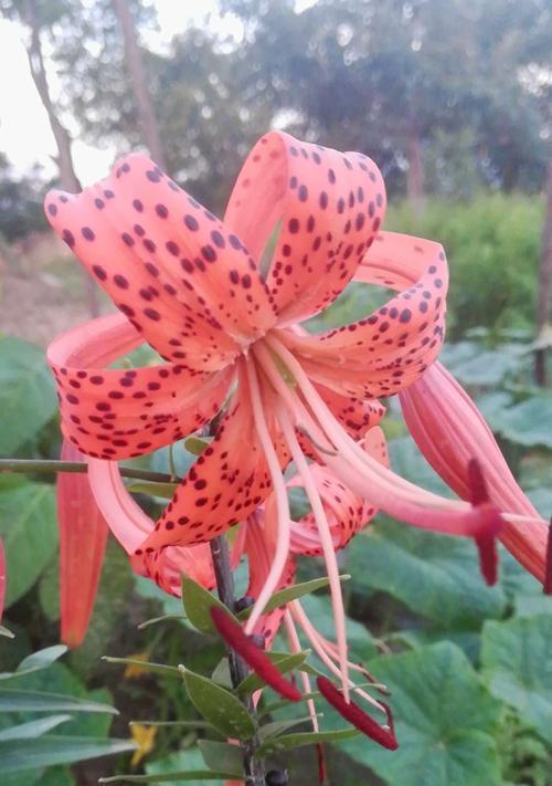 山丹花——草原上的绝色美人（草原花海）