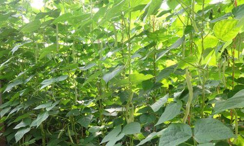 山东秋芸豆种植指南（如何在合适的时间种植秋芸豆）