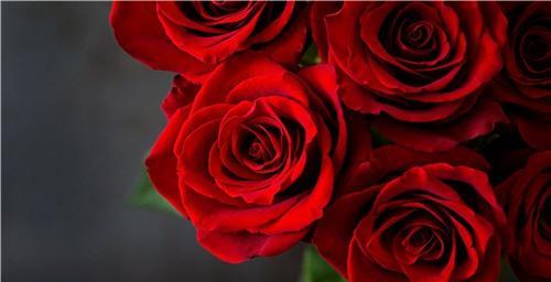玫瑰花的花语之谜（深度解读87朵玫瑰花所蕴含的浪漫与祝福）