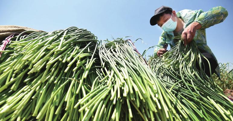 山东蒜苔收获时间（揭秘蒜苔收获的最佳时间和要点）
