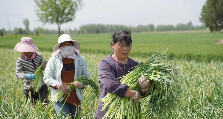 山东蒜苔收获时间（揭秘蒜苔收获的最佳时间和要点）