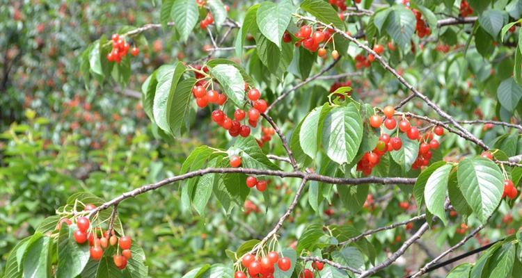 山东樱桃——美味与健康的代表（几月份成熟上市）