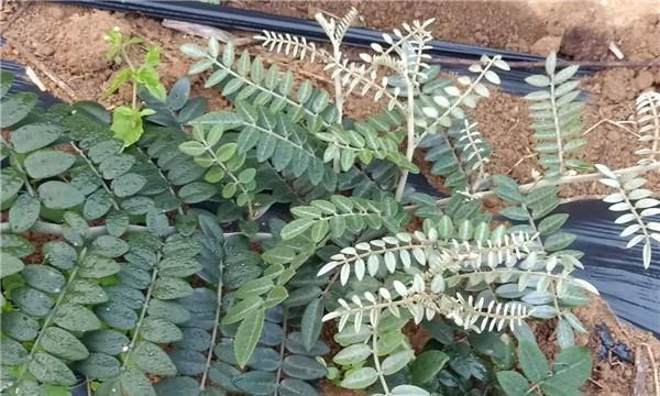 山豆根和北豆根一样吗？——探究两种植物的区别