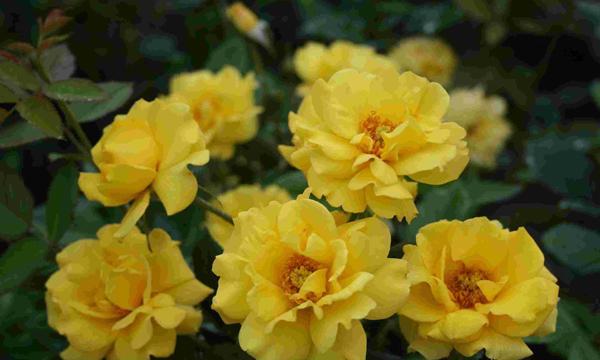 探寻安庆市花——月季的寓意与魅力（安庆市花月季的美丽与象征意义）