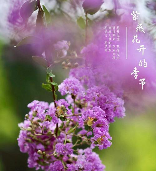 安阳市花紫薇花的象征意义（深入探究安阳市花紫薇花的美丽与意义）