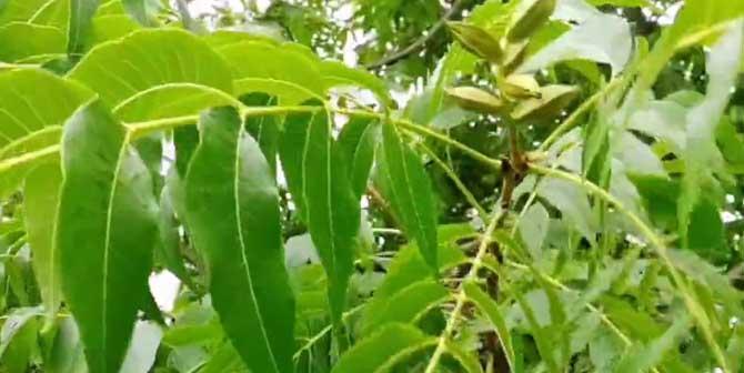 山核桃栽种技巧与几年结果实（掌握这些技巧）
