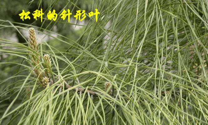 山核桃是裸子植物吗（解读山核桃的分类地位）