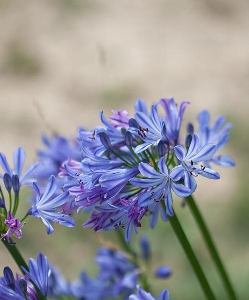 白百合的花语（传递爱的美好）